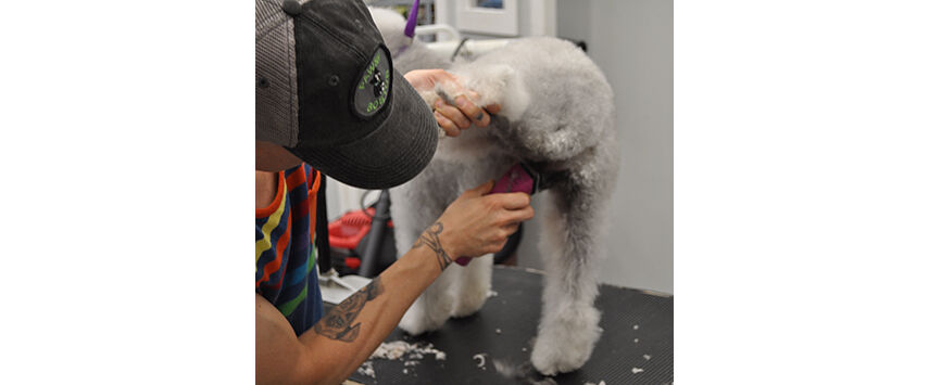 How to Groom a Bedlington Terrier